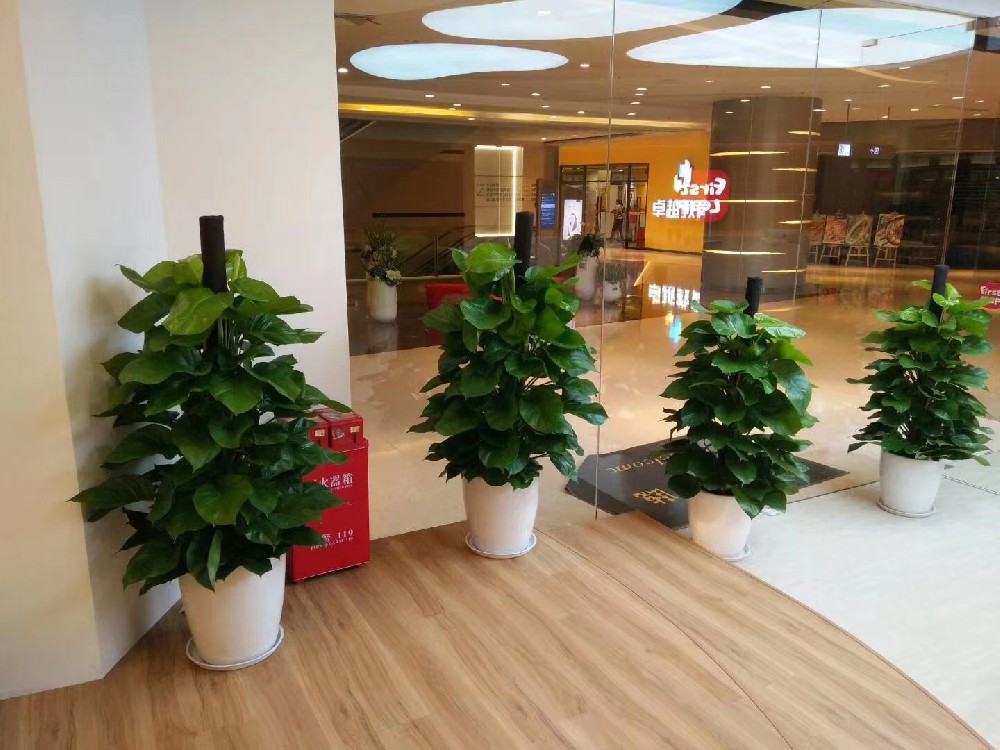 佛山租花、租綠植