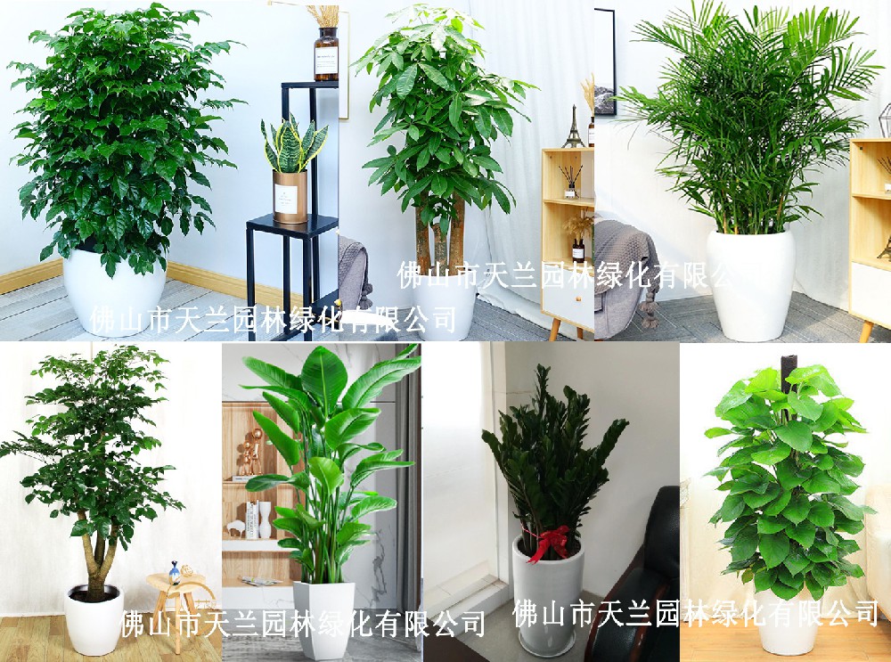 佛山花卉、綠植、盆栽、植物出租