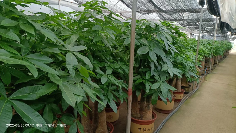 佛山租植物、租盆栽