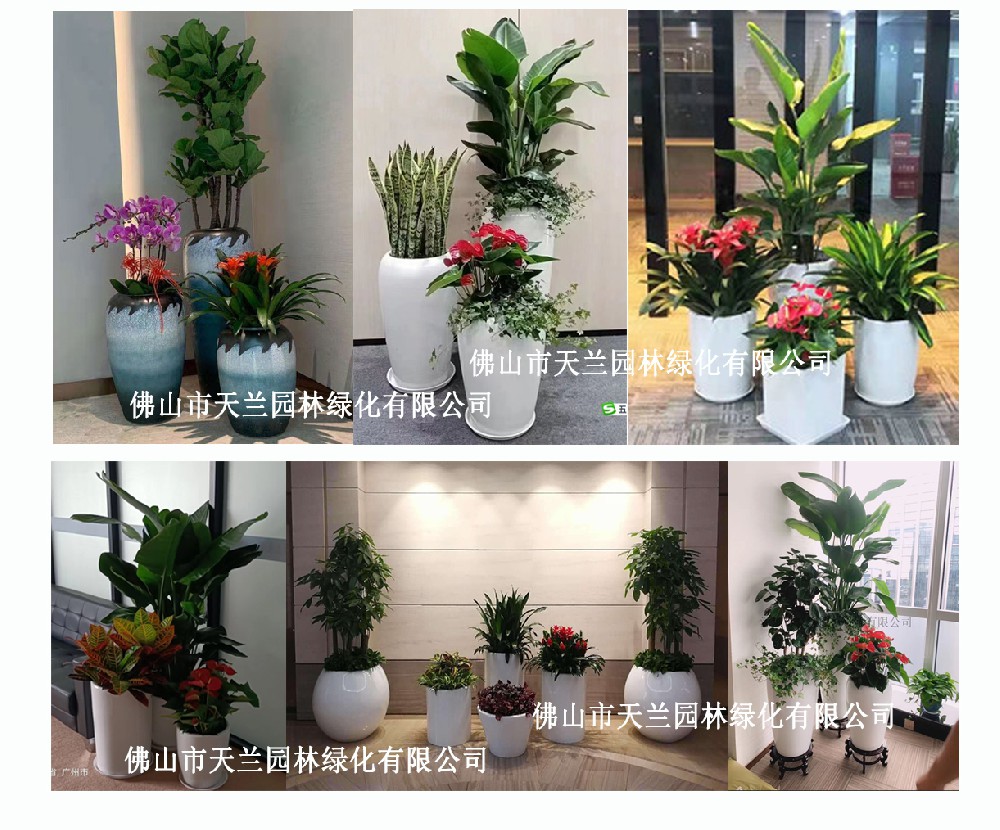 佛山花卉、綠植、盆栽、植物租賃