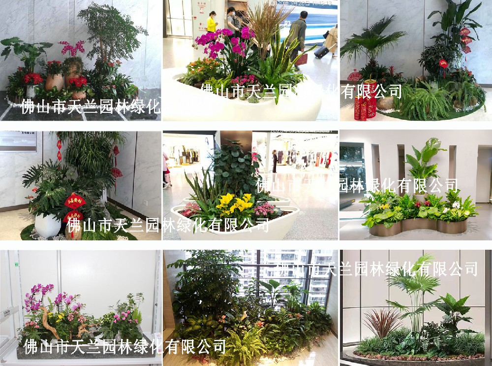 佛山租賃綠植、花卉